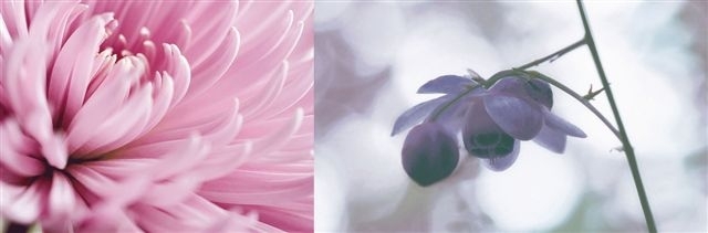 Colorker Decorado Beauty 2 faicsempe 20 x 60,5 cm