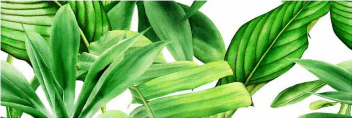 Valore Premium Garden Tropic A 25 x 75 dekorcsempe