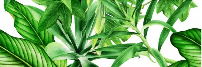 Valore Premium Garden Tropic C 25 x 75 dekorcsempe