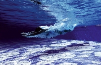 Bisazza Decori Pools Mozaik | Csempék és Falburkolatok