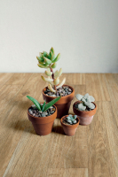 Ragno Woodglam Fahatású járólap | Csempék és Falburkolatok