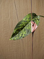 Serenissima I Lecci Falburkolat | Csempék és Járólapok